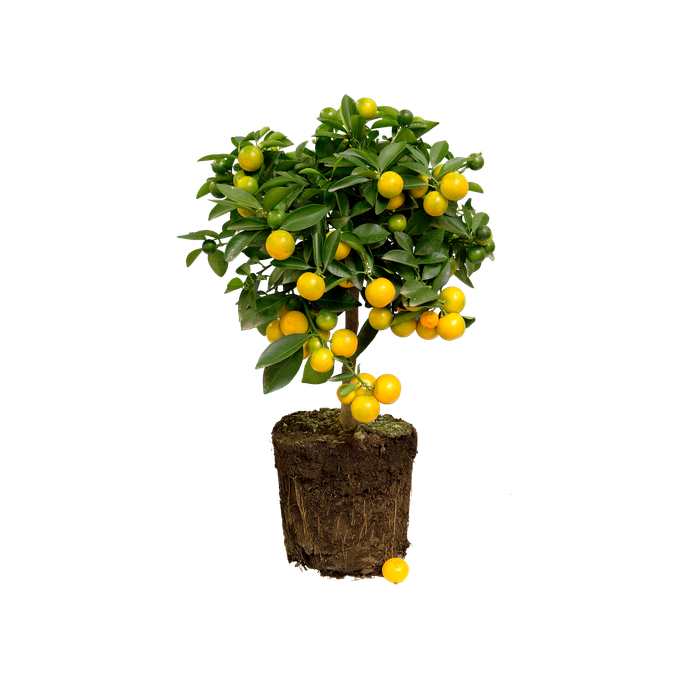 Citrus x limon